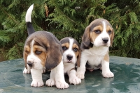 Tre fratelli