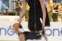 Expo_Nazionale_l_aquila_30_Luglio_2017-0061