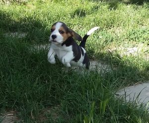 20160530_174658-1-1[1]