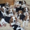 Prenotazione cucciolo - immagine 2