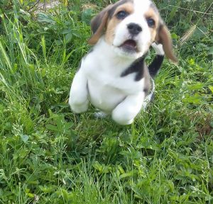 foto-beagle