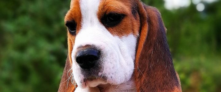 I cuccioli Beagle di nonna Filomena Photo I cuccioli Beagle di nonna Filomena Photo