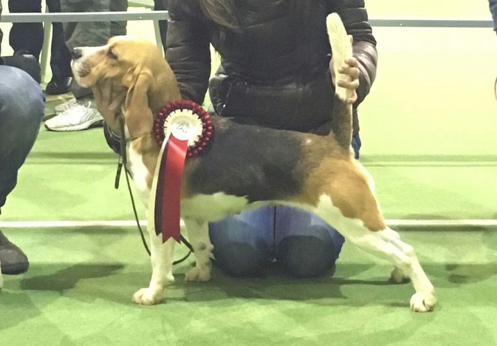 Beagle