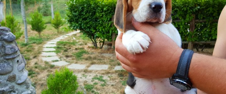 cuccioli Beagle photo
