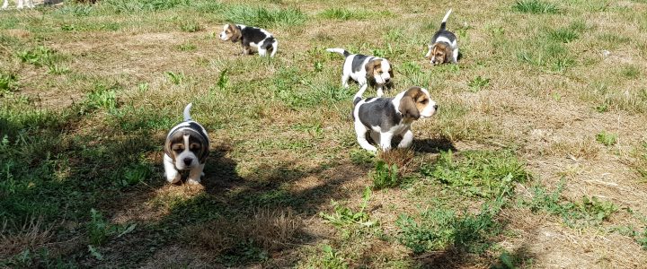 cuccioli Beagle di nonna Filomena cuccioli Beagle di nonna Filomena