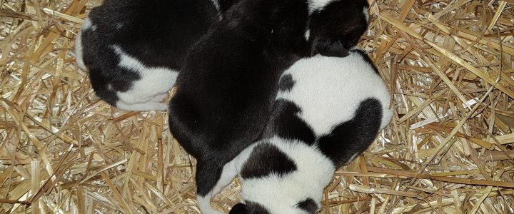 nuova cucciolata nata il 30/09/17 nuova cucciolata nata il 30/09/17