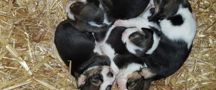 NUOVA CUCCIOLATA NATA NUOVA CUCCIOLATA NATA
