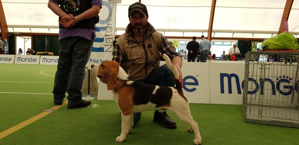 Allevamento Beagle