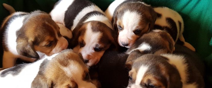 cuccioli beagle femmine disponibili cuccioli beagle femmine disponibili