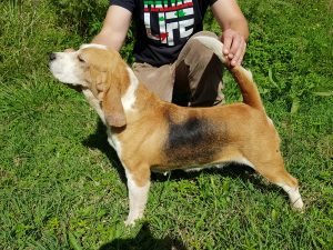 Cleo di Casa Calbucci