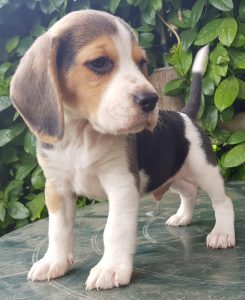 Beagle di nonna Filomena