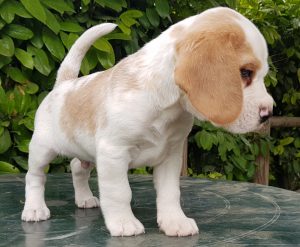 Beagle di nonna Filomena