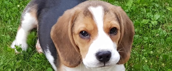cucciolo Beagle Foto