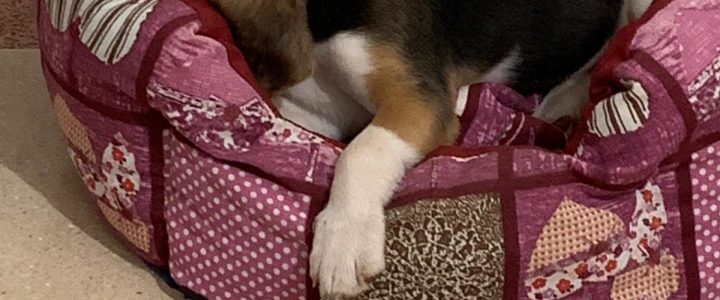 Cucciolo Beagle Foto