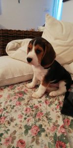 Beagle di nonna Filomena