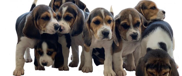 Cuccioli Beagle Cuccioli Beagle