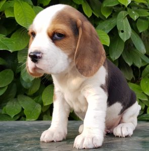 Cuccioli Beagle