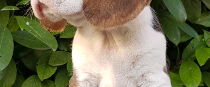 Cuccioli Beagle