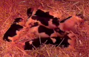 Cuccioli Beagle Allevamento di nonna Filomena