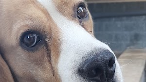 Allevamento Beagle di Nonna Filomena place picture