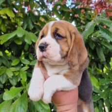 Cuccioli di alta qualità: scopri perché sceglierci Cuccioli di alta qualità: scopri perché sceglierci