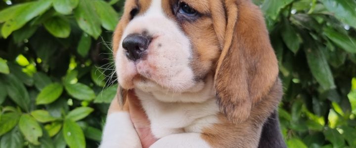 Cuccioli di alta qualità: scopri perché sceglierci Cuccioli di alta qualità: scopri perché sceglierci