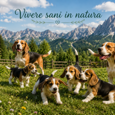Beagle e natura: il benessere inizia qui