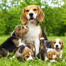 Beagle e natura: il benessere inizia qui