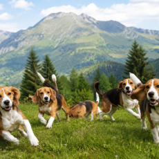 🌱 Beagle e natura: il benessere inizia qui 🌱 Beagle e natura: il benessere inizia qui