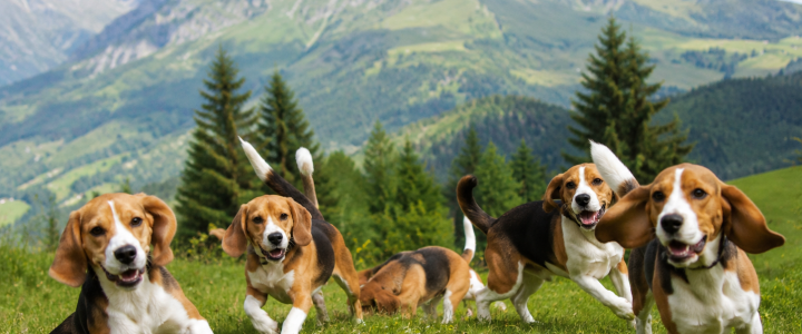 🌱 Beagle e natura: il benessere inizia qui
