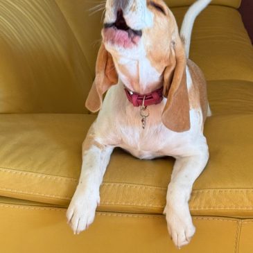 I nostri Beagle FOTO I nostri Beagle FOTO