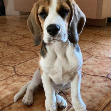 Cuccioli disponibili Cuccioli disponibili