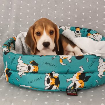 Cuccioli Disponibili Cuccioli Disponibili