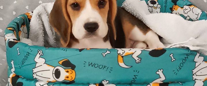 Disponibilità Disponibilità