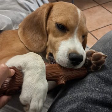 Cuccioli Disponibili