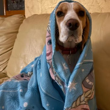 Beagle nati nel nostro Allevamento – FOTO