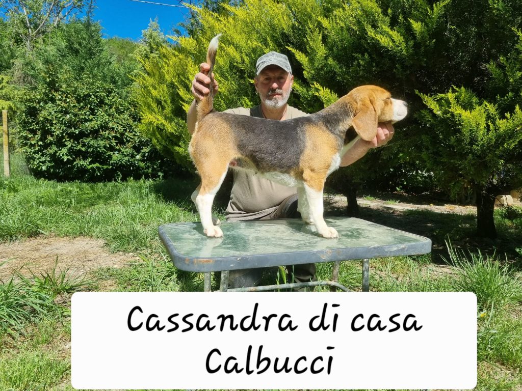 Cassandra di casa Calbucci