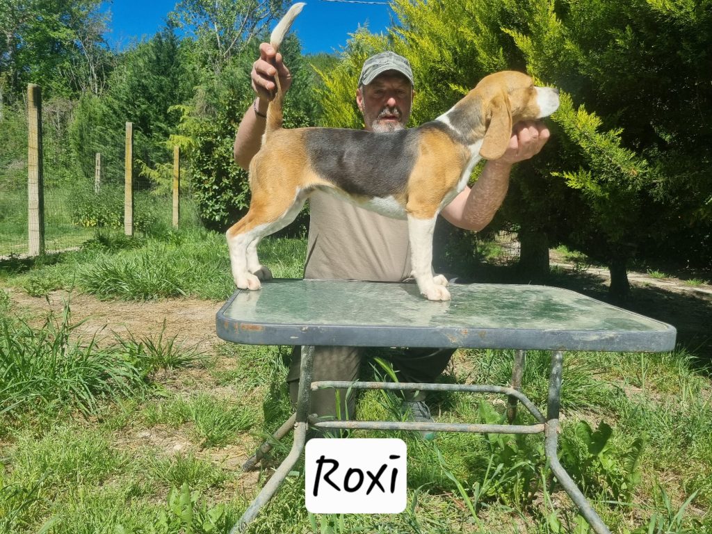Roxy
