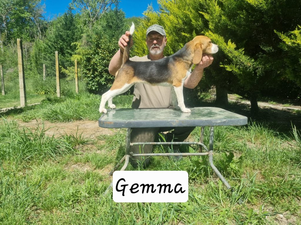 Gemma